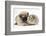 Fawn Pug Puppy, 8 Weeks, and Guinea Pig-Mark Taylor-Framed Photographic Print