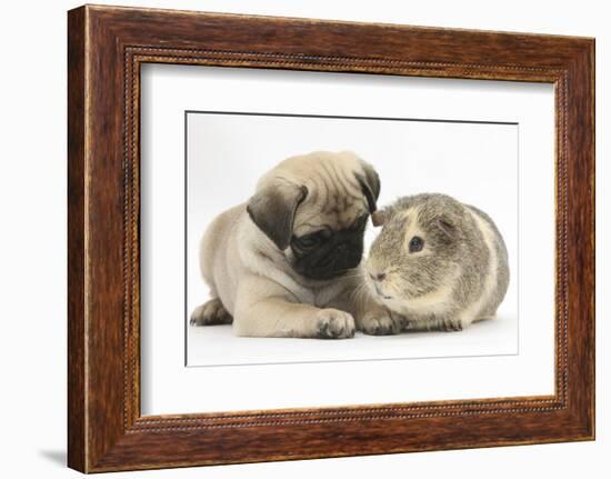 Fawn Pug Puppy, 8 Weeks, and Guinea Pig-Mark Taylor-Framed Photographic Print