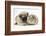 Fawn Pug Puppy, 8 Weeks, and Guinea Pig-Mark Taylor-Framed Photographic Print