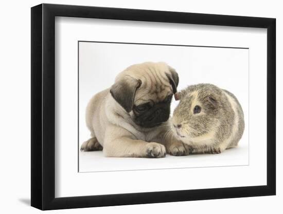 Fawn Pug Puppy, 8 Weeks, and Guinea Pig-Mark Taylor-Framed Photographic Print