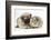 Fawn Pug Puppy, 8 Weeks, and Guinea Pig-Mark Taylor-Framed Photographic Print