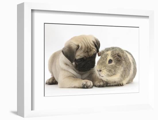 Fawn Pug Puppy, 8 Weeks, and Guinea Pig-Mark Taylor-Framed Photographic Print