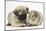 Fawn Pug Puppy, 8 Weeks, and Guinea Pig-Mark Taylor-Mounted Photographic Print