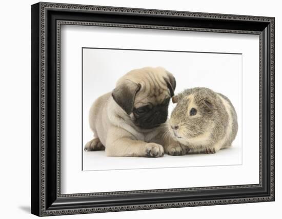 Fawn Pug Puppy, 8 Weeks, and Guinea Pig-Mark Taylor-Framed Photographic Print