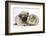 Fawn Pug Puppy, 8 Weeks, and Guinea Pig-Mark Taylor-Framed Photographic Print