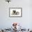 Fawn Pug Puppy, 8 Weeks, and Guinea Pig-Mark Taylor-Framed Photographic Print displayed on a wall
