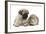 Fawn Pug Puppy, 8 Weeks, and Guinea Pig-Mark Taylor-Framed Photographic Print