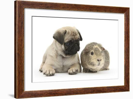 Fawn Pug Puppy, 8 Weeks, and Guinea Pig-Mark Taylor-Framed Photographic Print