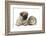 Fawn Pug Puppy, 8 Weeks, and Guinea Pig-Mark Taylor-Framed Photographic Print