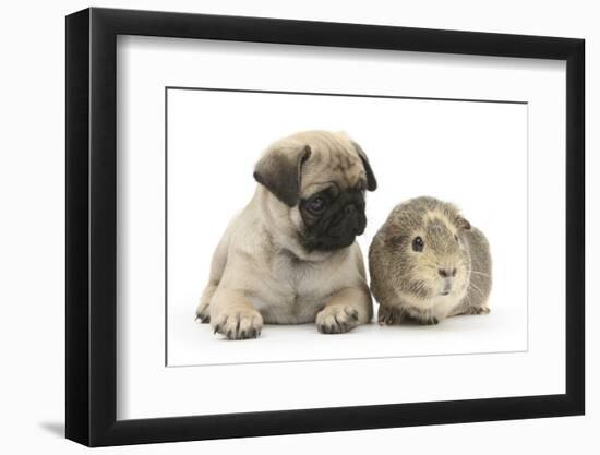 Fawn Pug Puppy, 8 Weeks, and Guinea Pig-Mark Taylor-Framed Photographic Print