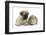 Fawn Pug Puppy, 8 Weeks, and Guinea Pig-Mark Taylor-Framed Photographic Print