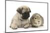 Fawn Pug Puppy, 8 Weeks, and Guinea Pig-Mark Taylor-Mounted Photographic Print