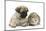 Fawn Pug Puppy, 8 Weeks, and Guinea Pig-Mark Taylor-Mounted Photographic Print