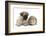 Fawn Pug Puppy, 8 Weeks, and Guinea Pig-Mark Taylor-Framed Photographic Print