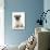 Fawn Pug Puppy, 8 Weeks, Sitting-Mark Taylor-Photographic Print displayed on a wall