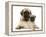 Fawn Pug Puppy with Fawn English Mastiff Puppy-Jane Burton-Framed Premier Image Canvas