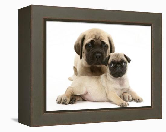 Fawn Pug Puppy with Fawn English Mastiff Puppy-Jane Burton-Framed Premier Image Canvas