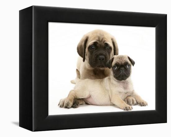 Fawn Pug Puppy with Fawn English Mastiff Puppy-Jane Burton-Framed Premier Image Canvas