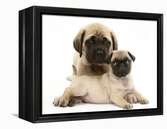 Fawn Pug Puppy with Fawn English Mastiff Puppy-Jane Burton-Framed Premier Image Canvas