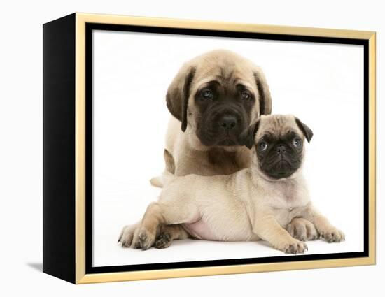 Fawn Pug Puppy with Fawn English Mastiff Puppy-Jane Burton-Framed Premier Image Canvas