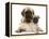 Fawn Pug Puppy with Fawn English Mastiff Puppy-Jane Burton-Framed Premier Image Canvas