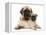 Fawn Pug Puppy with Fawn English Mastiff Puppy-Jane Burton-Framed Premier Image Canvas