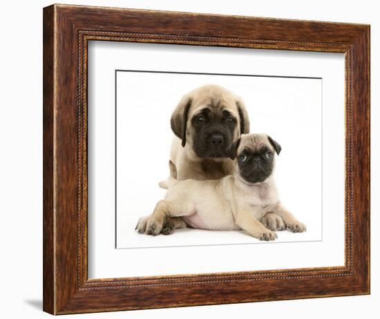 Fawn Pug Puppy with Fawn English Mastiff Puppy-Jane Burton-Framed Premium Photographic Print