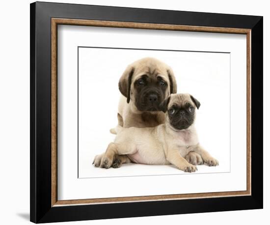 Fawn Pug Puppy with Fawn English Mastiff Puppy-Jane Burton-Framed Premium Photographic Print