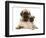 Fawn Pug Puppy with Fawn English Mastiff Puppy-Jane Burton-Framed Premium Photographic Print