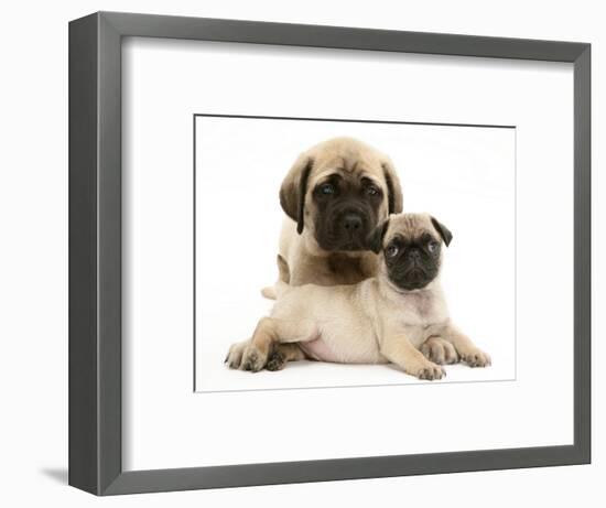 Fawn Pug Puppy with Fawn English Mastiff Puppy-Jane Burton-Framed Premium Photographic Print