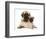 Fawn Pug Puppy with Fawn English Mastiff Puppy-Jane Burton-Framed Premium Photographic Print