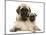 Fawn Pug Puppy with Fawn English Mastiff Puppy-Jane Burton-Mounted Premium Photographic Print
