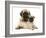 Fawn Pug Puppy with Fawn English Mastiff Puppy-Jane Burton-Framed Photographic Print