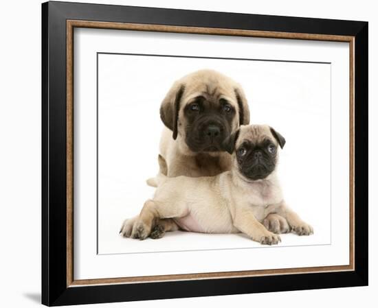 Fawn Pug Puppy with Fawn English Mastiff Puppy-Jane Burton-Framed Photographic Print