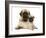 Fawn Pug Puppy with Fawn English Mastiff Puppy-Jane Burton-Framed Photographic Print