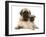 Fawn Pug Puppy with Fawn English Mastiff Puppy-Jane Burton-Framed Photographic Print