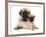 Fawn Pug Puppy with Fawn English Mastiff Puppy-Jane Burton-Framed Photographic Print