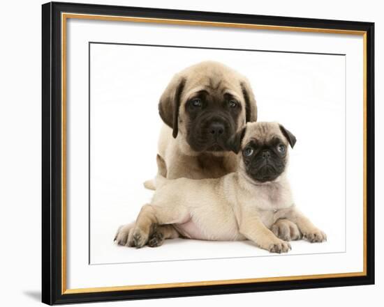 Fawn Pug Puppy with Fawn English Mastiff Puppy-Jane Burton-Framed Photographic Print