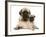 Fawn Pug Puppy with Fawn English Mastiff Puppy-Jane Burton-Framed Photographic Print