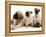 Fawn Pug Pups with Fawn English Mastiff Puppies-Jane Burton-Framed Premier Image Canvas