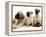 Fawn Pug Pups with Fawn English Mastiff Puppies-Jane Burton-Framed Premier Image Canvas