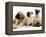 Fawn Pug Pups with Fawn English Mastiff Puppies-Jane Burton-Framed Premier Image Canvas