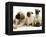 Fawn Pug Pups with Fawn English Mastiff Puppies-Jane Burton-Framed Premier Image Canvas