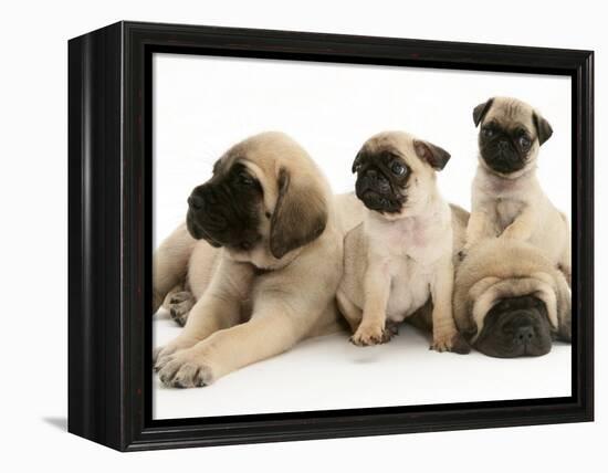 Fawn Pug Pups with Fawn English Mastiff Puppies-Jane Burton-Framed Premier Image Canvas