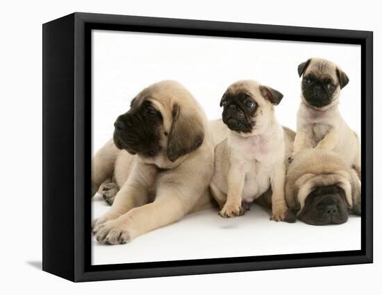 Fawn Pug Pups with Fawn English Mastiff Puppies-Jane Burton-Framed Premier Image Canvas