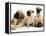 Fawn Pug Pups with Fawn English Mastiff Puppies-Jane Burton-Framed Premier Image Canvas