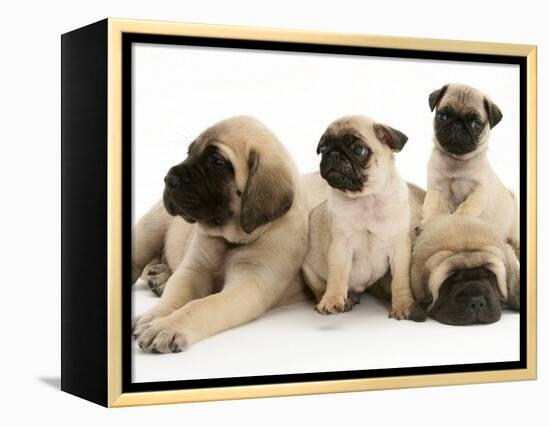 Fawn Pug Pups with Fawn English Mastiff Puppies-Jane Burton-Framed Premier Image Canvas