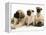 Fawn Pug Pups with Fawn English Mastiff Puppies-Jane Burton-Framed Premier Image Canvas