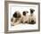 Fawn Pug Pups with Fawn English Mastiff Puppies-Jane Burton-Framed Photographic Print