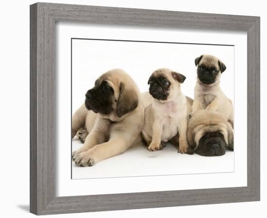 Fawn Pug Pups with Fawn English Mastiff Puppies-Jane Burton-Framed Photographic Print